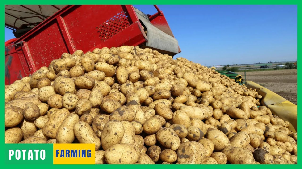 Potato Harvesting and Cleaning With Modern Machine | Potato Farming in 2024