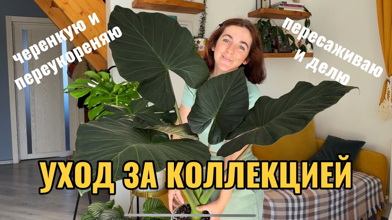 Уход за растениями: черенкую и переукореняю, пересаживаю и делю, привожу в порядок.