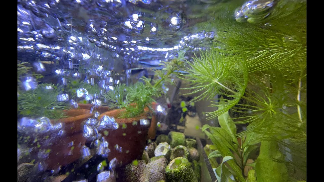 Hello, my little fish!