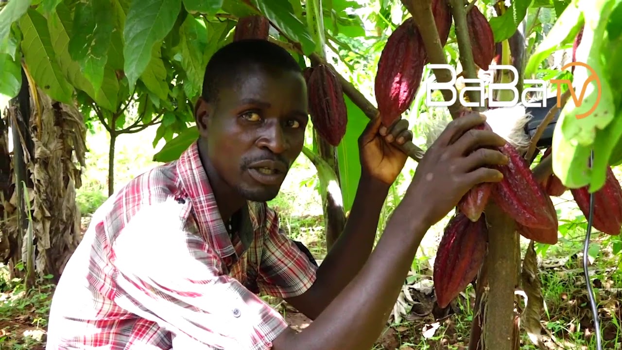 AN’ALIIMA “COCOA” OSAINE OMANE BINO