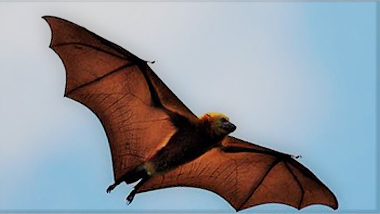 Bat as a Totem Part ONE: Personality Characteristics and Life-Path Challenges