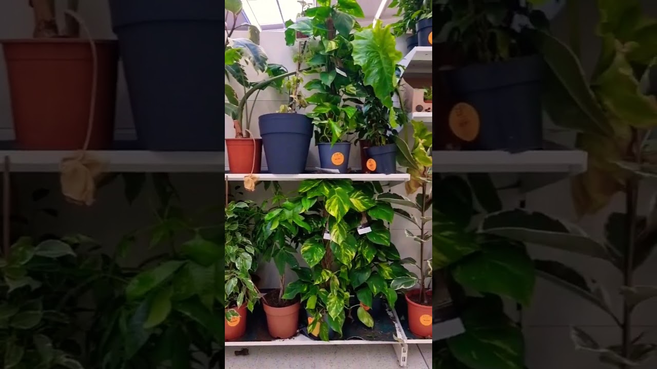 #shorts-B&M home decor and house plant 2022