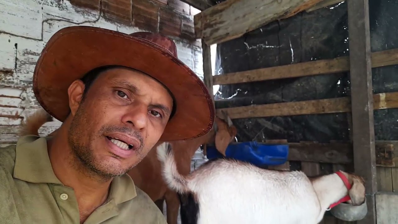 Ajeitei o comedor de amendoim e Amora
