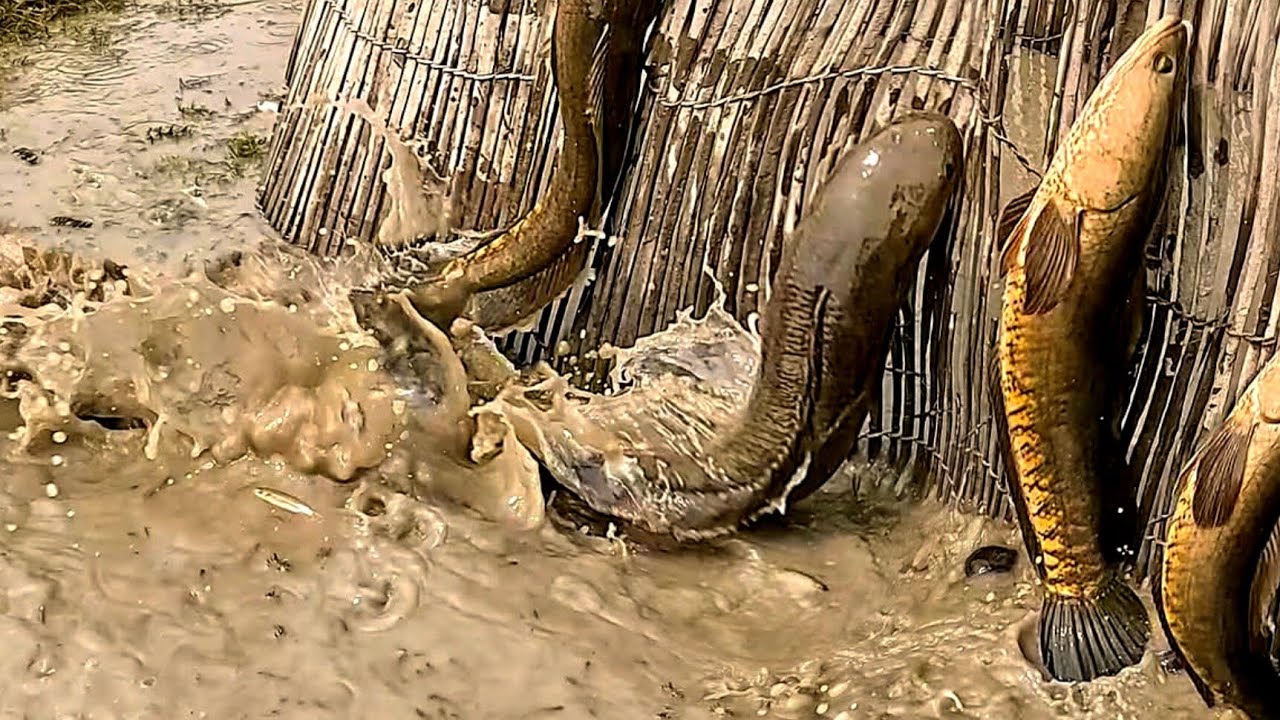 An amazing video of the biggest shoal fishing in the world।। big fishing video 2026
