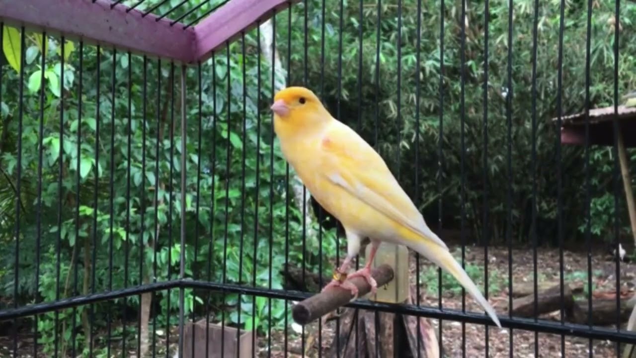 Belgian Canary Song to Boost Vocal Stamina