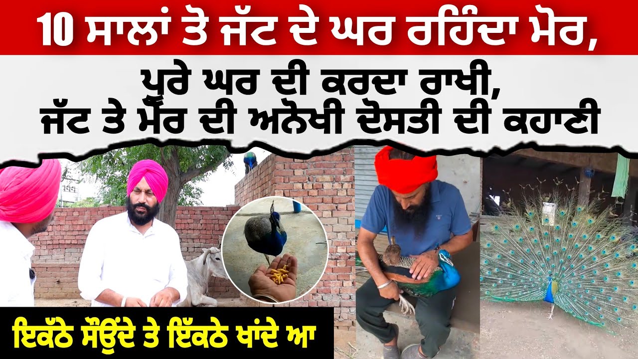 10 ਸਾਲਾਂ ਤੋ ਜੱਟ ਦੇ GHAR VICH REHNDA MOR,ਪੂਰੇ ਘਰ ਦੀ ਕਰਦਾ ਰਾਖੀ,ਜੱਟ ਤੇ ਮੋਰ ਦੀ ਅਨੋਖੀ ਦੋਸਤੀ ਦੀ ਕਹਾਣੀ