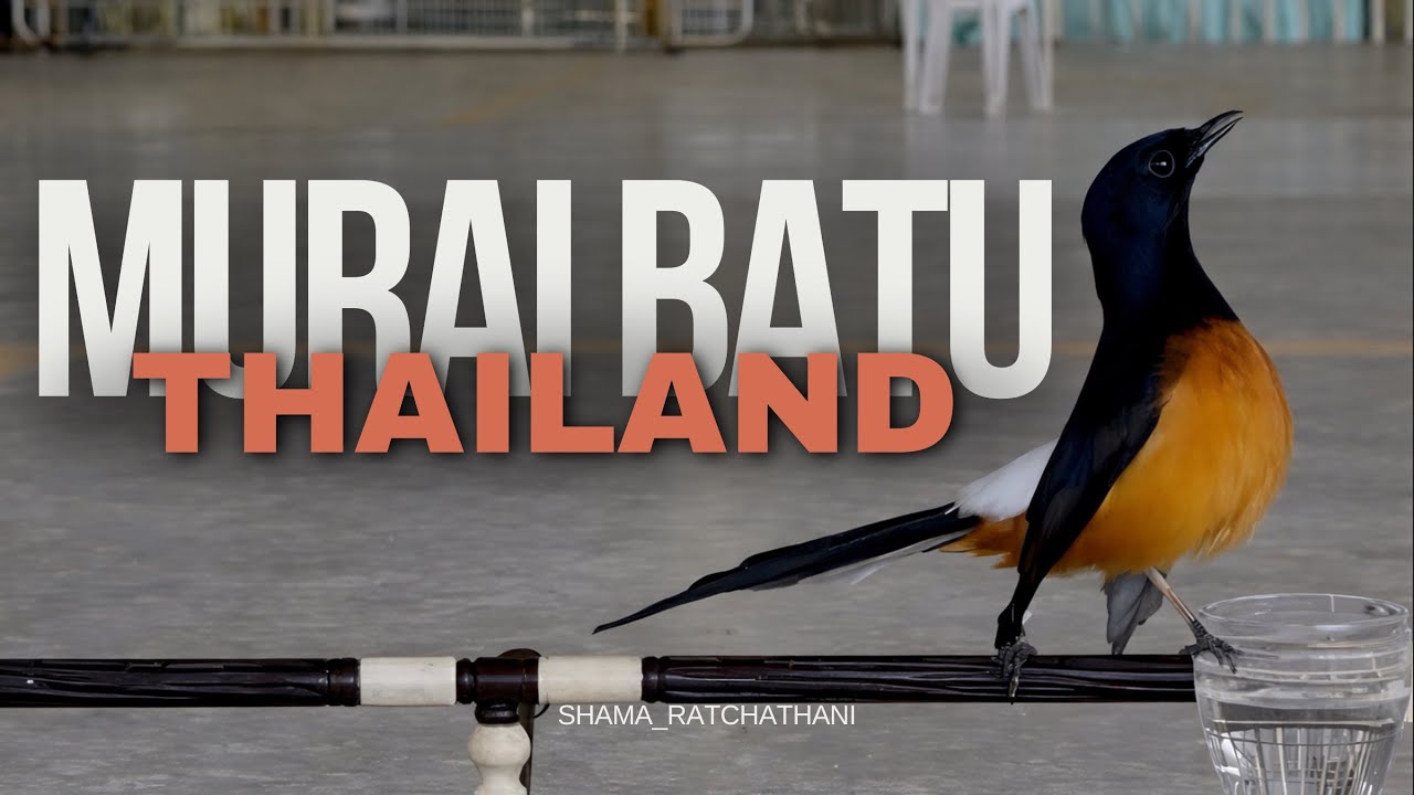 แข่งเสร็จยังมีอาการคึกคักให้เห็น #นกกางเขนดง #นกบินหลาดง 
