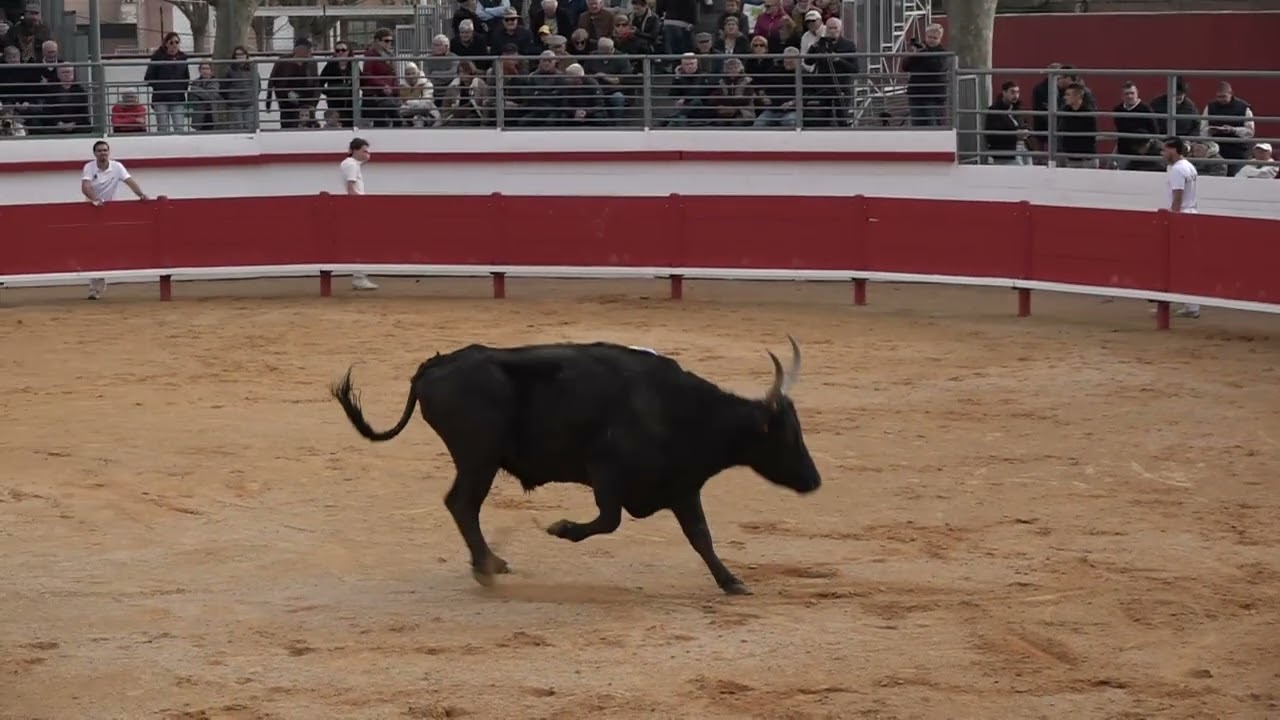 Course camarguaise aimargues 01 mars 2026