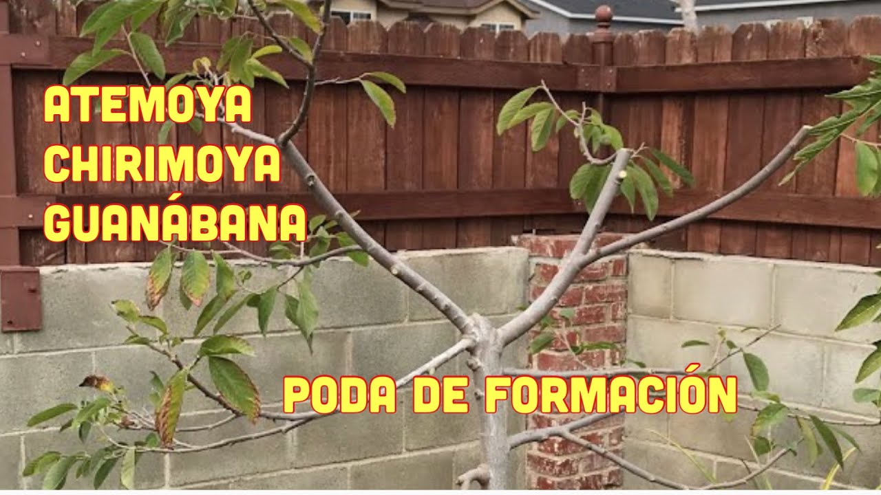 Poda de formación de la guanábana, Atemoya y chirimoya