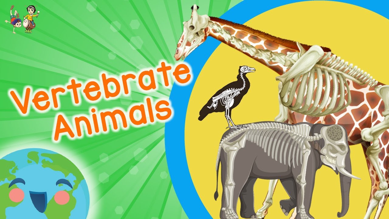 Vertebrate Animals for Kids (Educational Video for Kids)