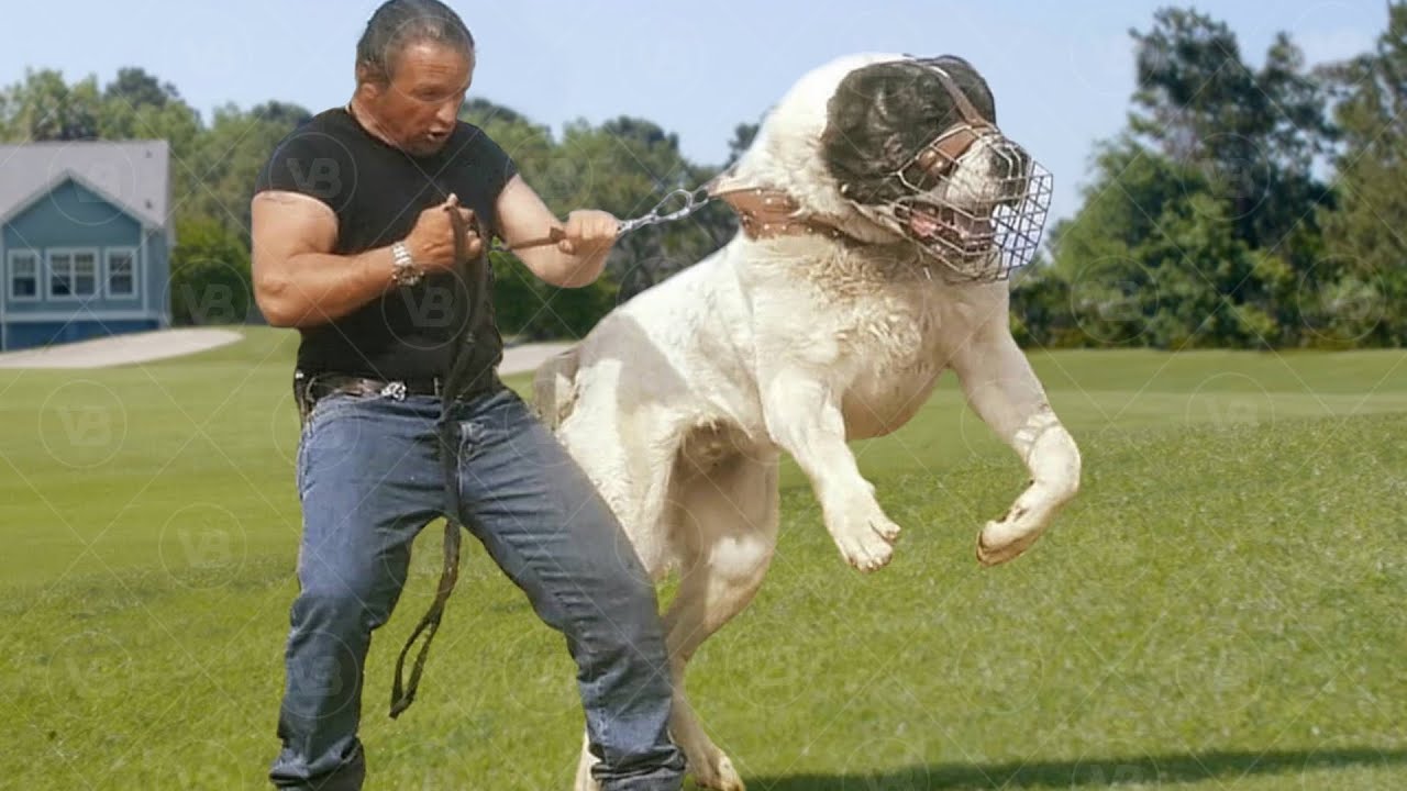 Only These Dogs Are More Territorial Than a Kangal