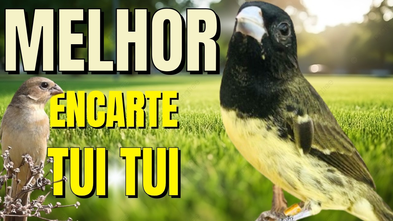 PAPACAPIM TUITUI PARA ENCARTE PAPACAPIM COM PIADO DE FÊMEA DE PAPA CAPIM PARA ESQUENTAR PAPACAPIM