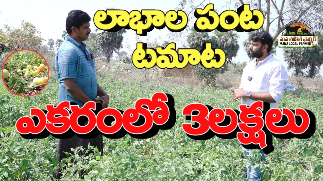 ట‌మాట‌ సాగులో మంచి దిగుబడి తీస్తున్న రైతు |Tomato farmar | #tomatofarmer #tomatocultivation