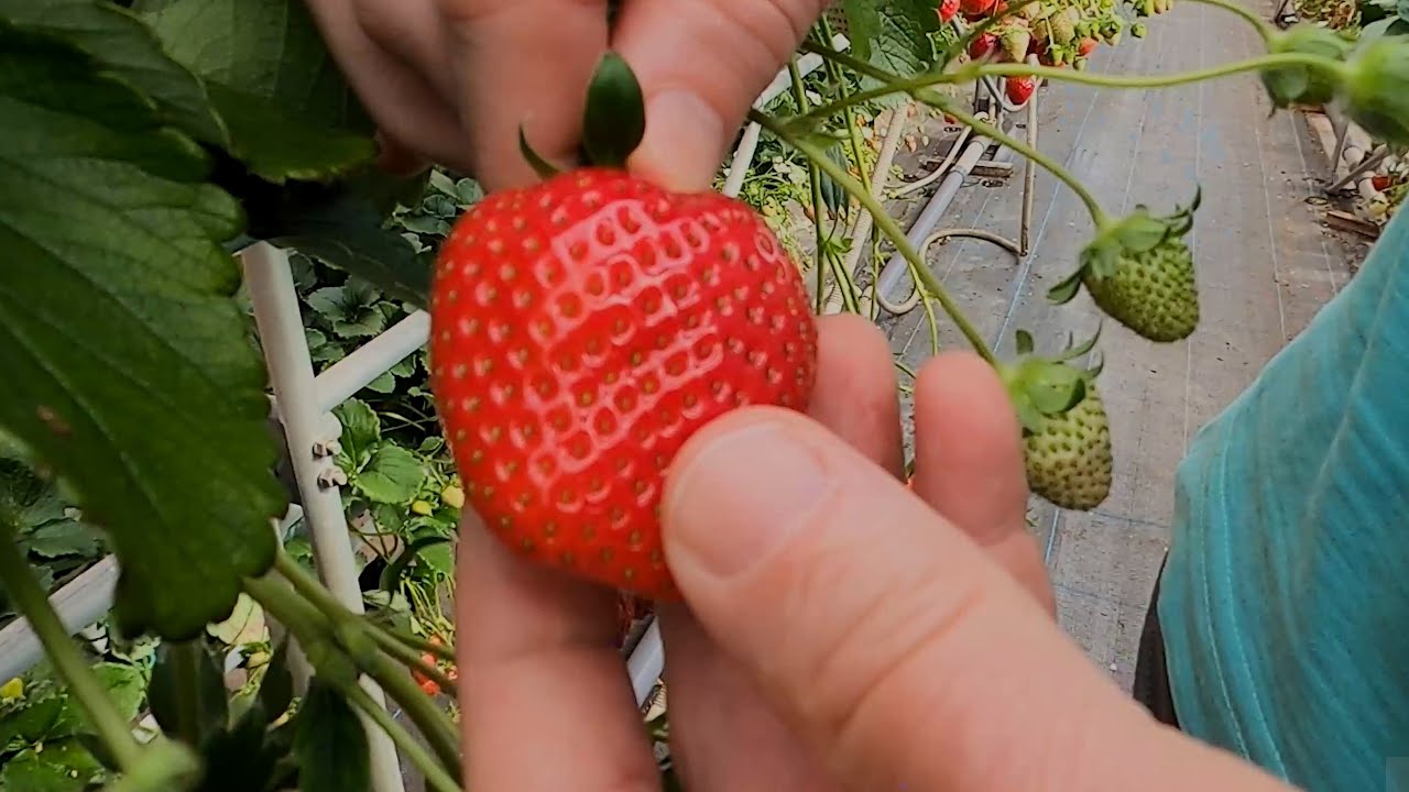 Seafood Restaurant & Strawberry Farm - Eric Meal Time #644