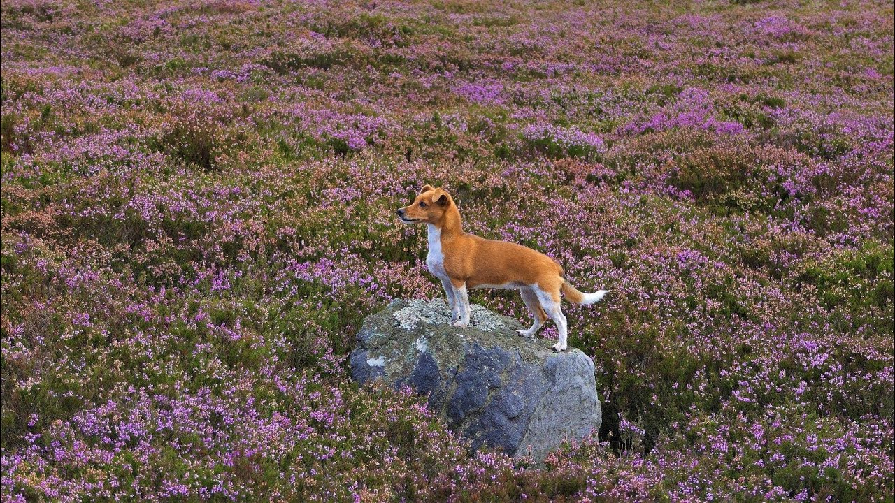 Happy Birthday Ruby. 11 today