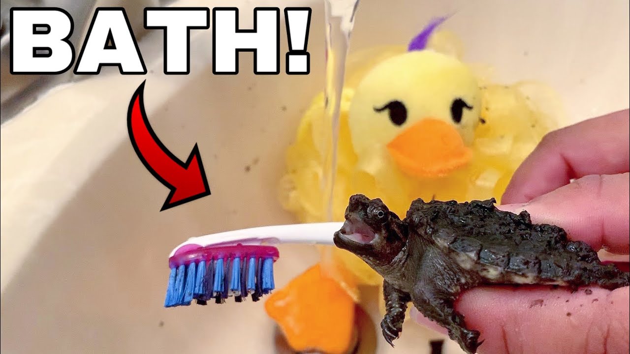 BATH TIME For My GODZILLA Snapping TURTLE!