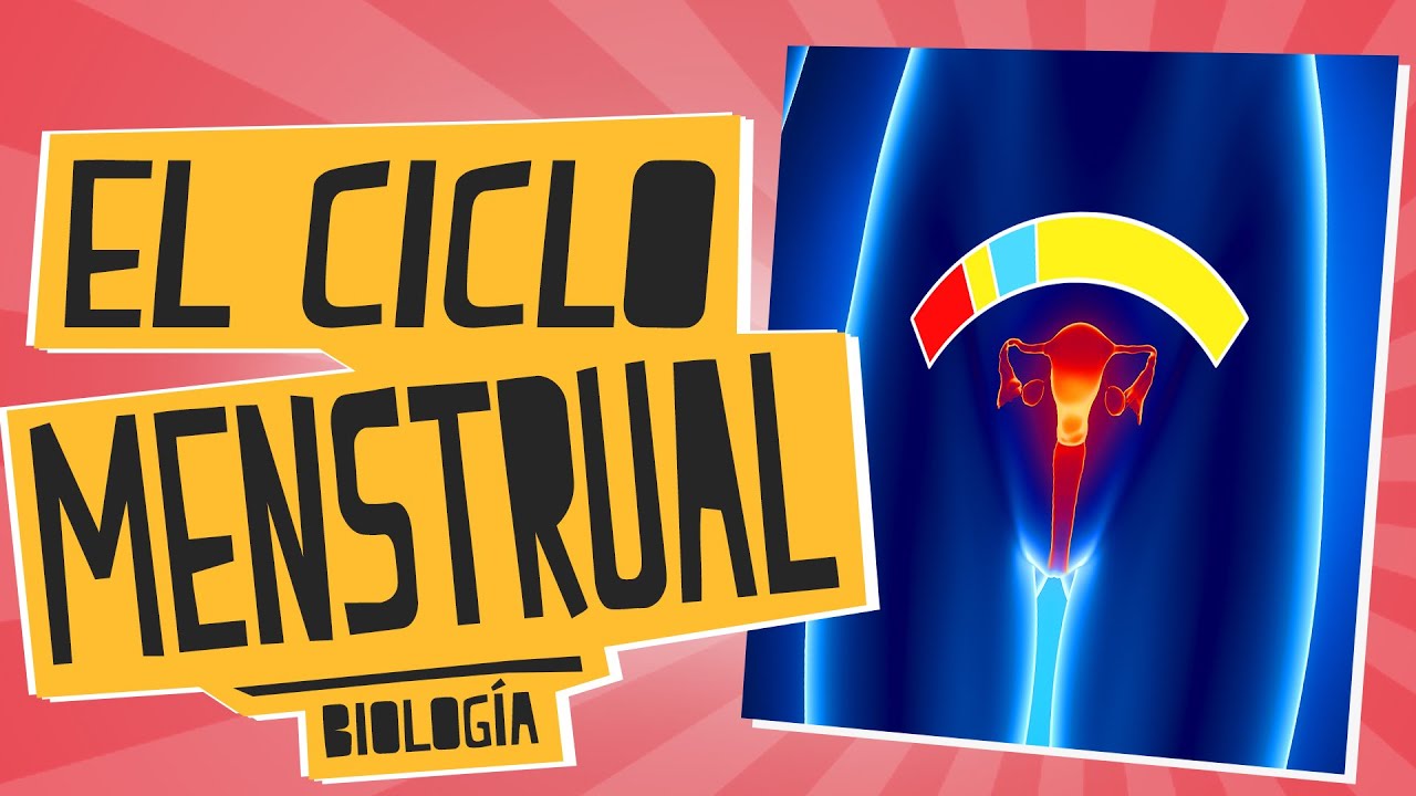 El ciclo menstrual - Biolog&iacute;a - Educatina