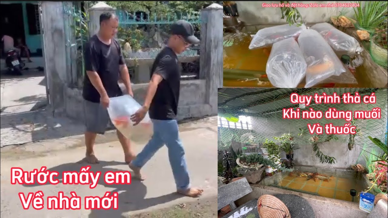Quy Tr&igrave;nh Thả C&aacute; Koi Mới V&agrave;o Hồ - Hồ Cũ Khi Thả C&aacute; C&oacute; Cần Đ&aacute;nh Muối Hột V&agrave; Thuốc - Nh&acirc;n Vlog 1989