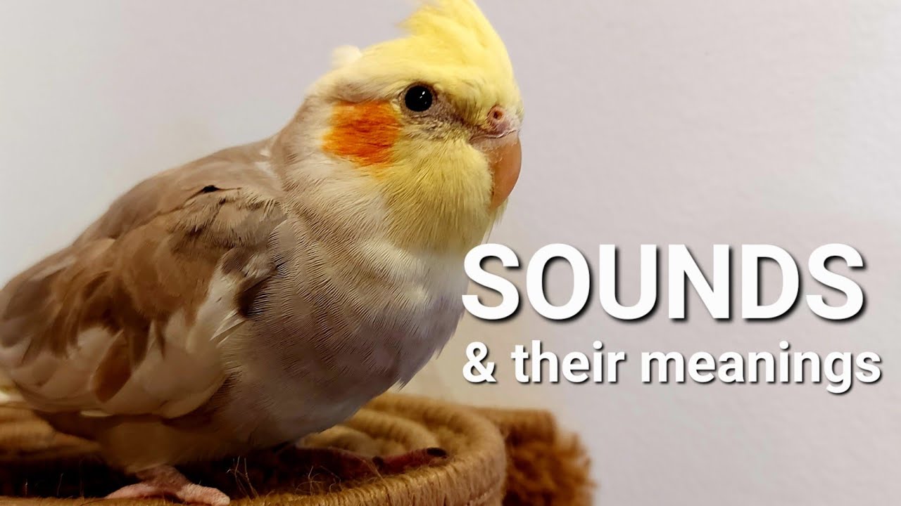 What Is Cockatiel Sounds Meanings😍