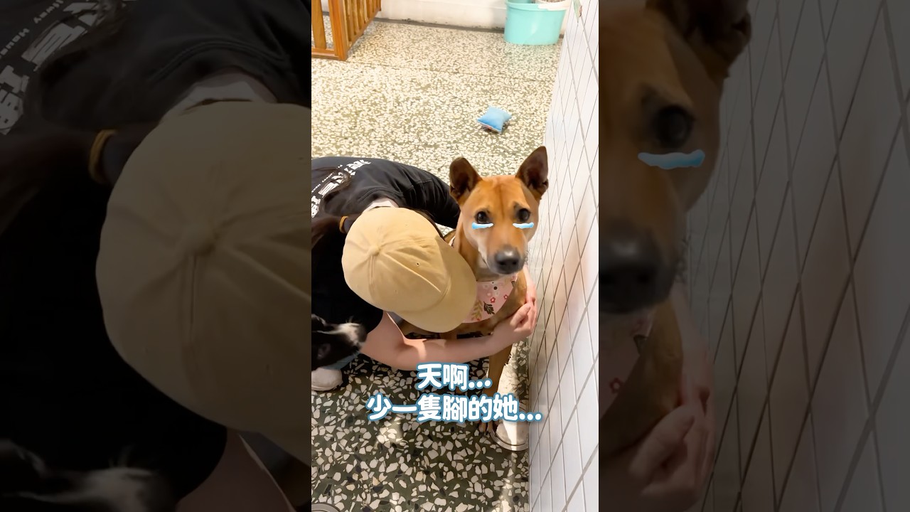 我知道小雞腿或許有殘缺有毛色很普通但乖乖的很適合新手喔….🥺
