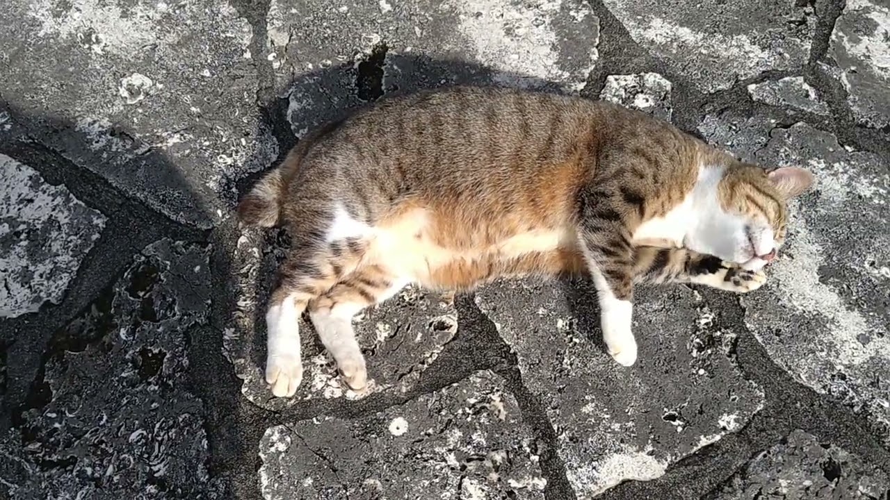 ごろーん からの ボテっ #猫動画