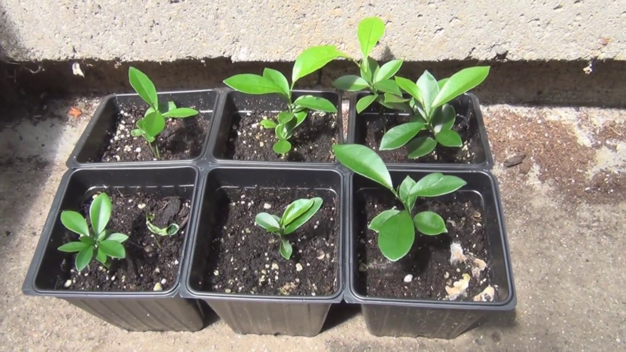 Growing Meiwa Kumquats from seed