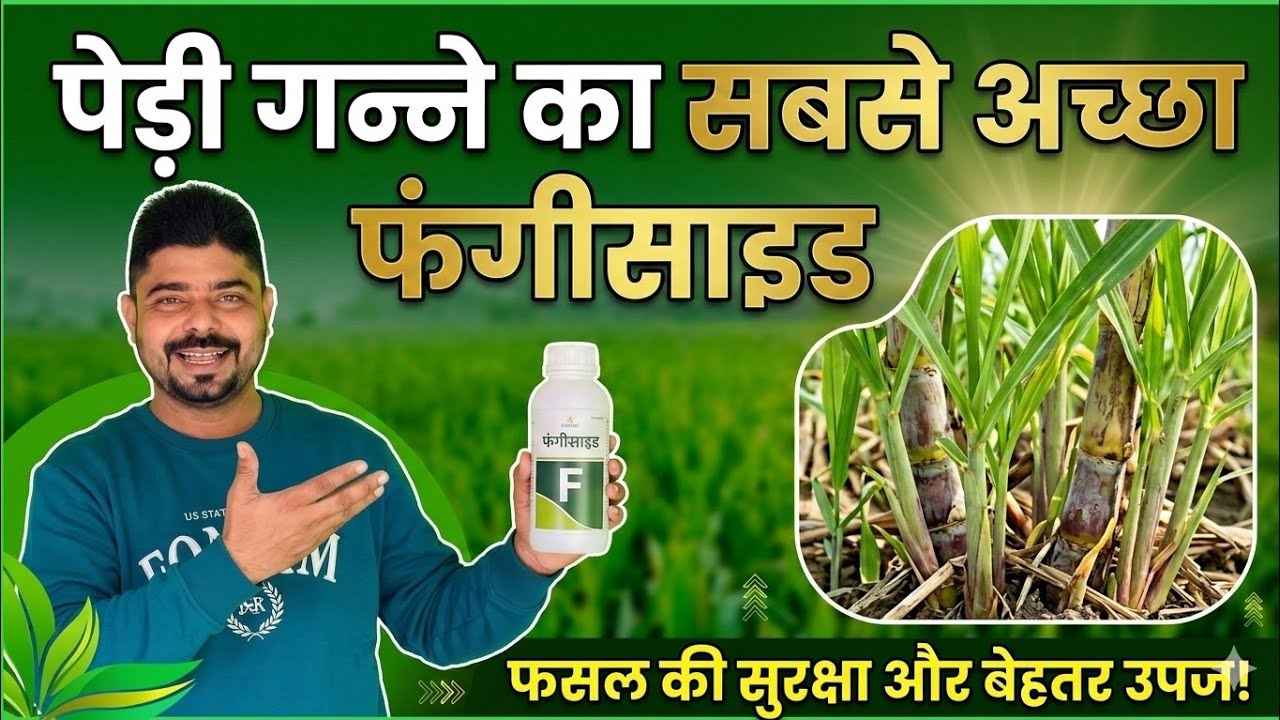 पेड़ी गन्ने में पहला फंगीसाइड । गन्ने का सबसे दमदार और सस्ता फंगीसाइड।Best Fungicide For Sugarcane