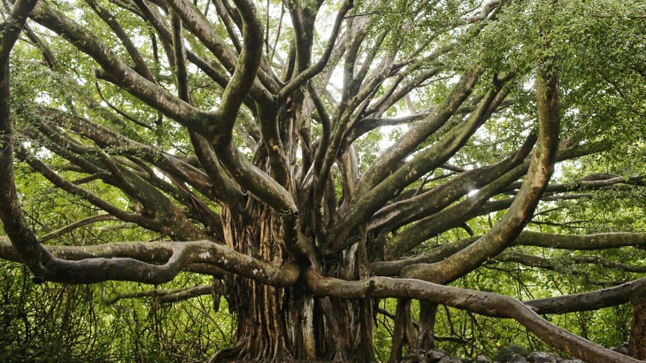 Amazing nature tree photo 21 and relaxing music