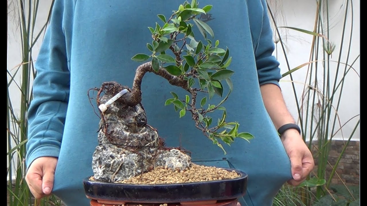 Cómo hacer bonsai con raíces sobre roca - La parte práctica