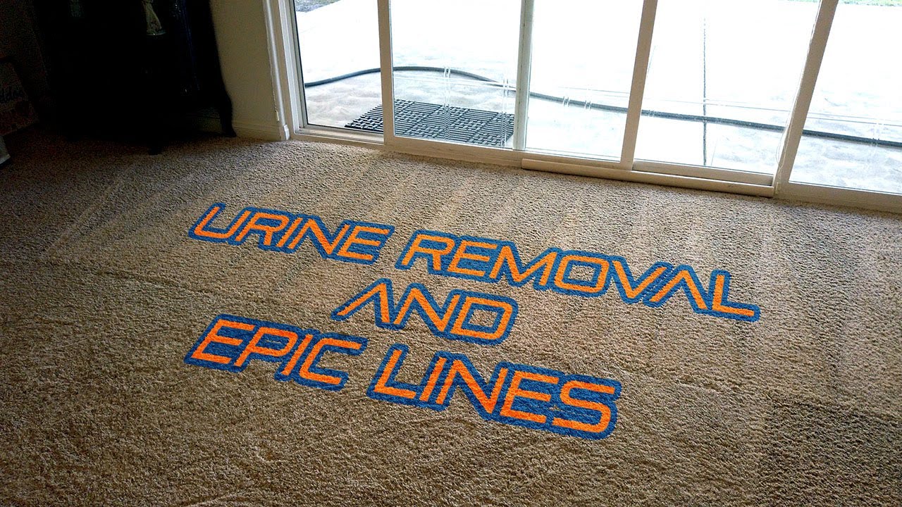 Carpet Cleaning and Urine Stain Removal | Cleaning with QMS Episode 26