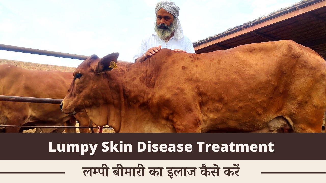 Lumpy Skin Disease Treatment