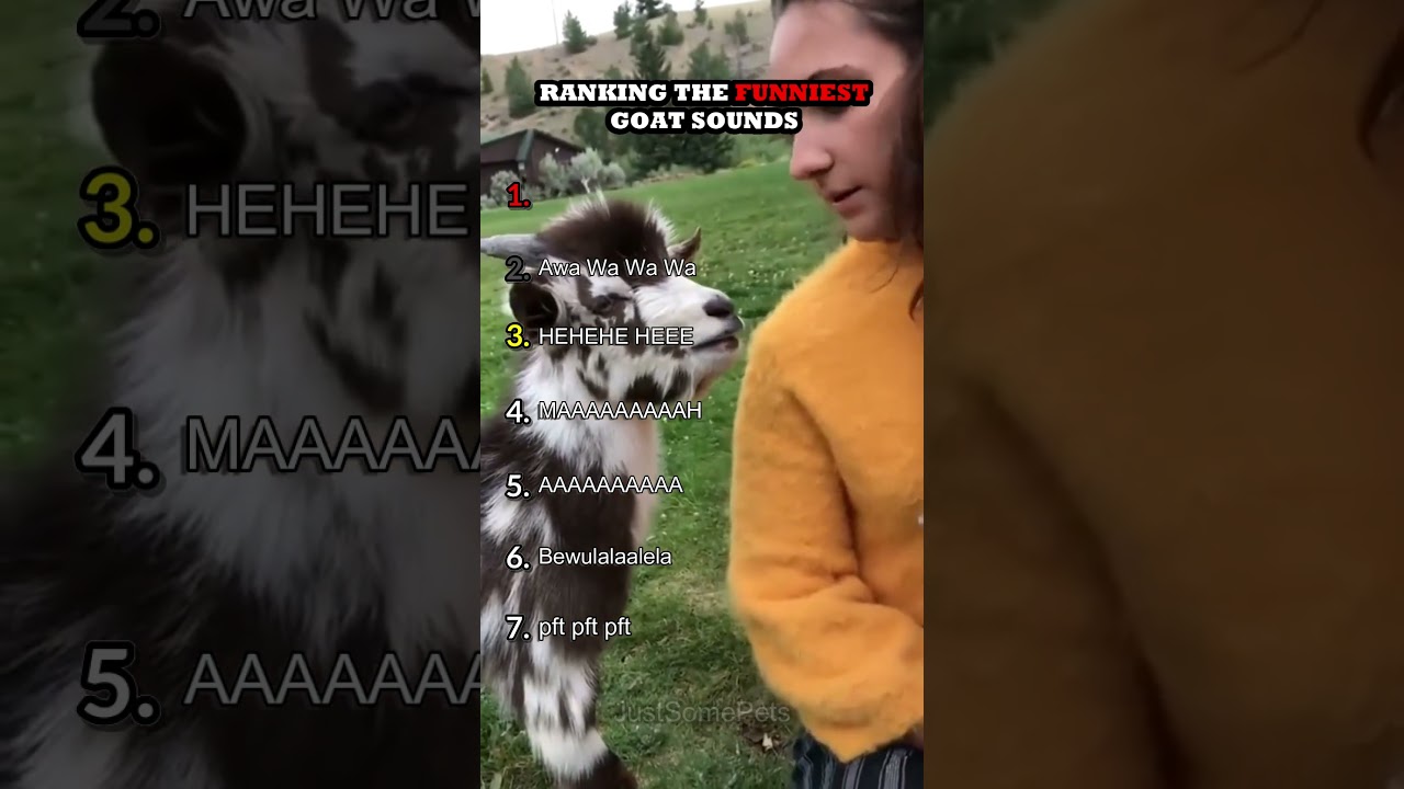 Ranking The Funniest Goat Sounds