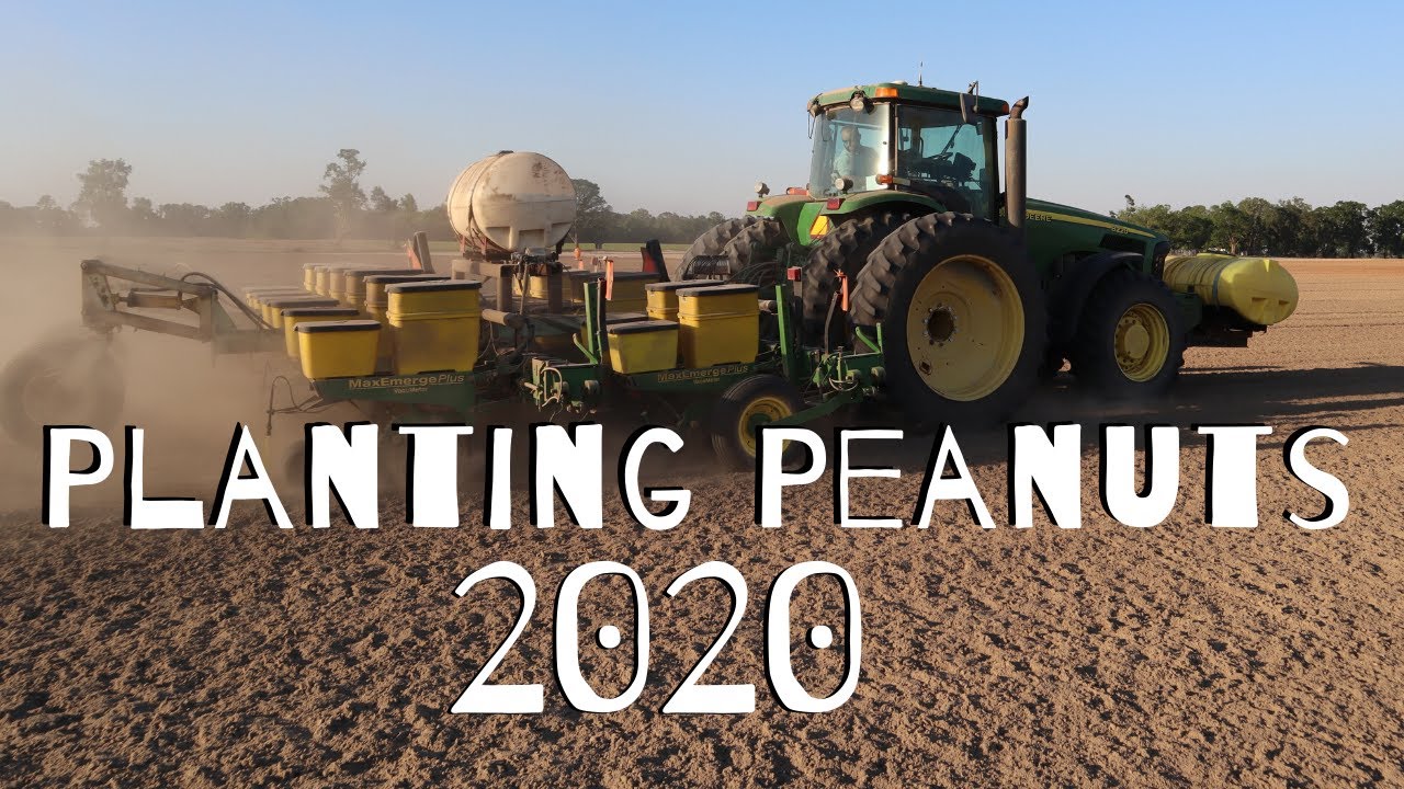 Planting Peanuts in Florida