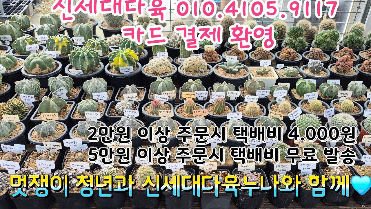 선인장 키우기 쉬운 아이들 입니다 얼릉 주문 주세요~🩵