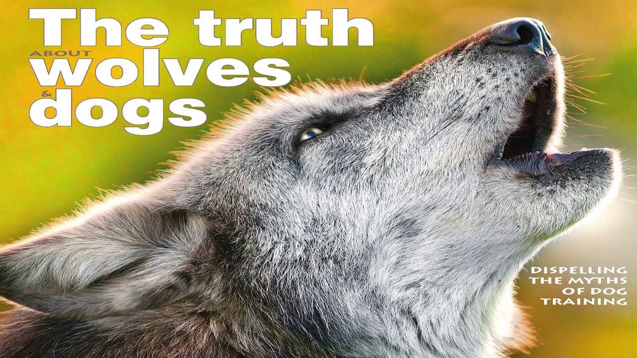 The Truth About Wolves & Dogs - Trailer - MWS Media Targeted Video Marketing
