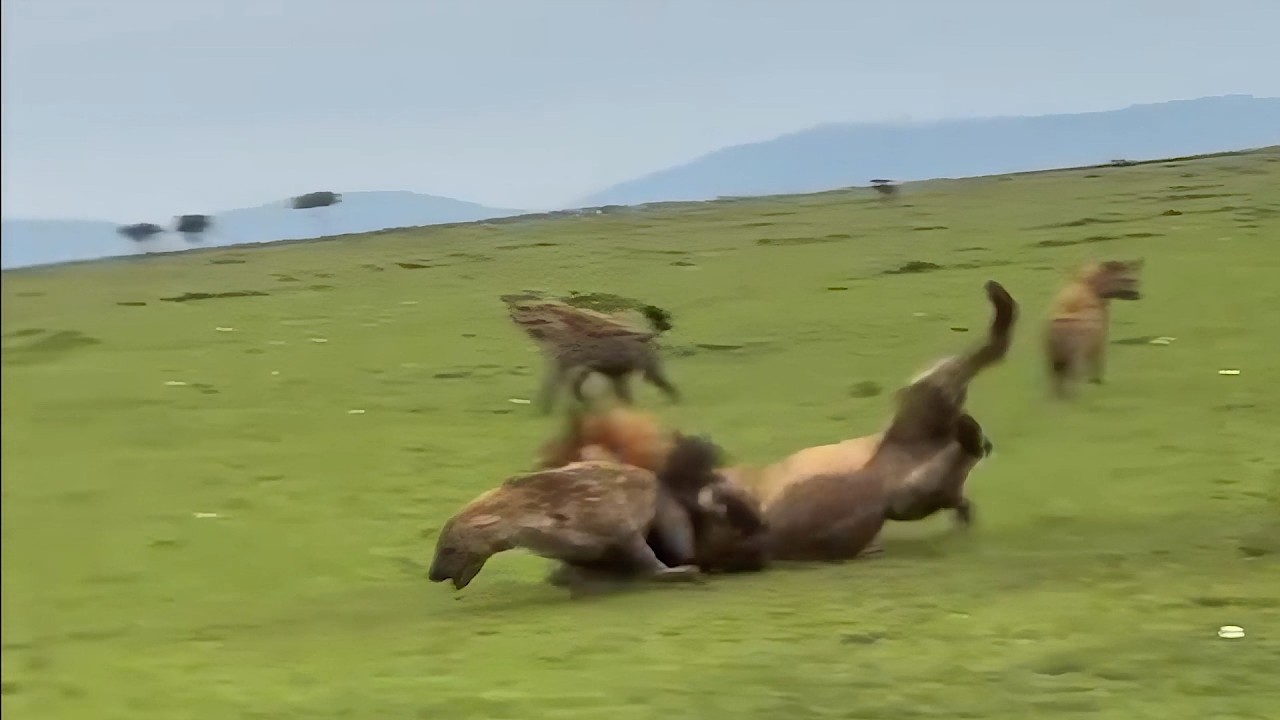 A dominance display gone wrong