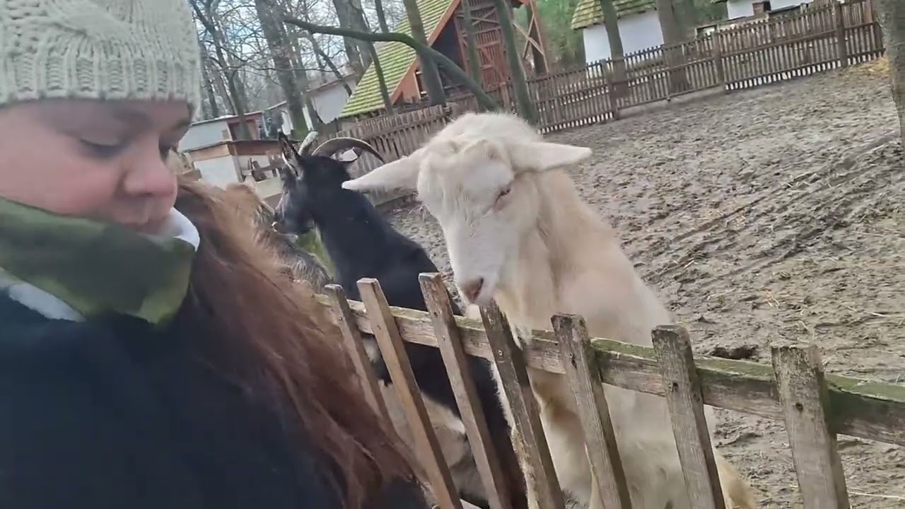 Állati jó arcok 3. rész! :)