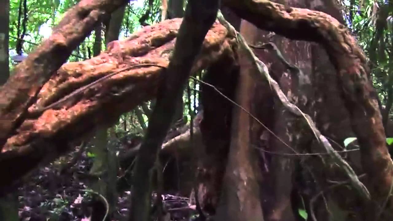 Vines Overwhelming Trees in Rain Forests