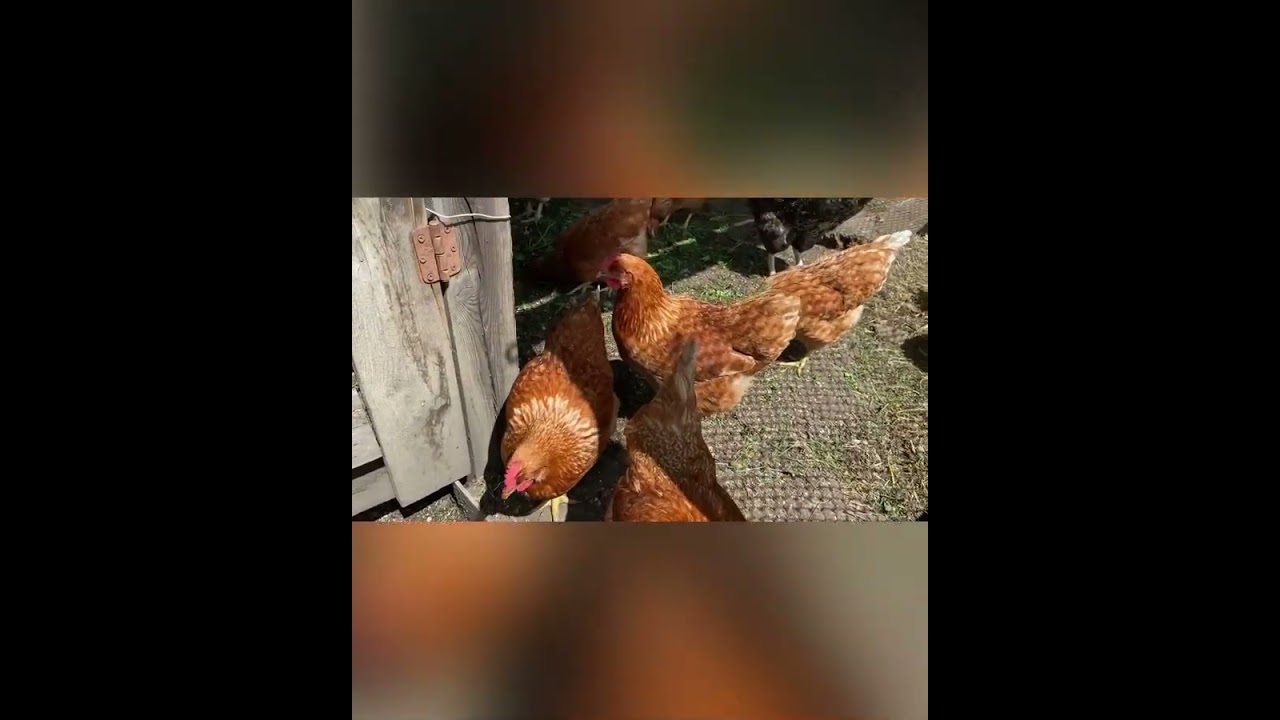 Дача, ремонт, день рождения у Евы.