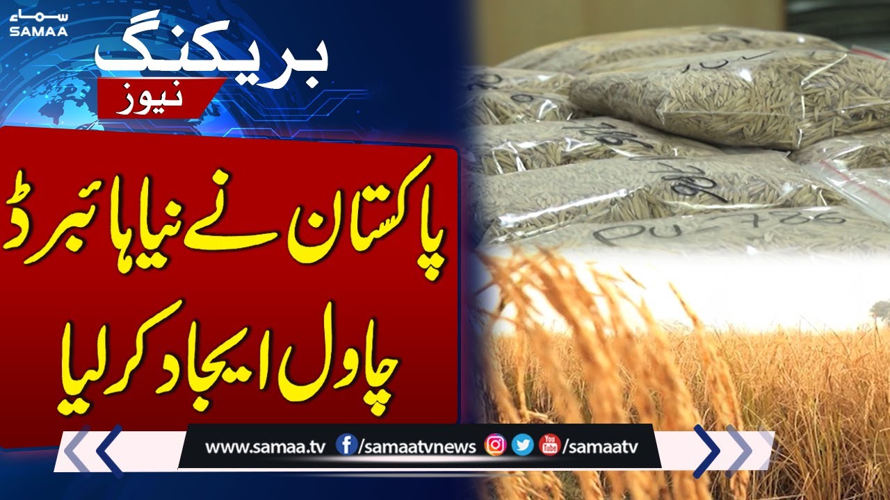Pakistan Invented New Hybrid Rice | SAMAA TV