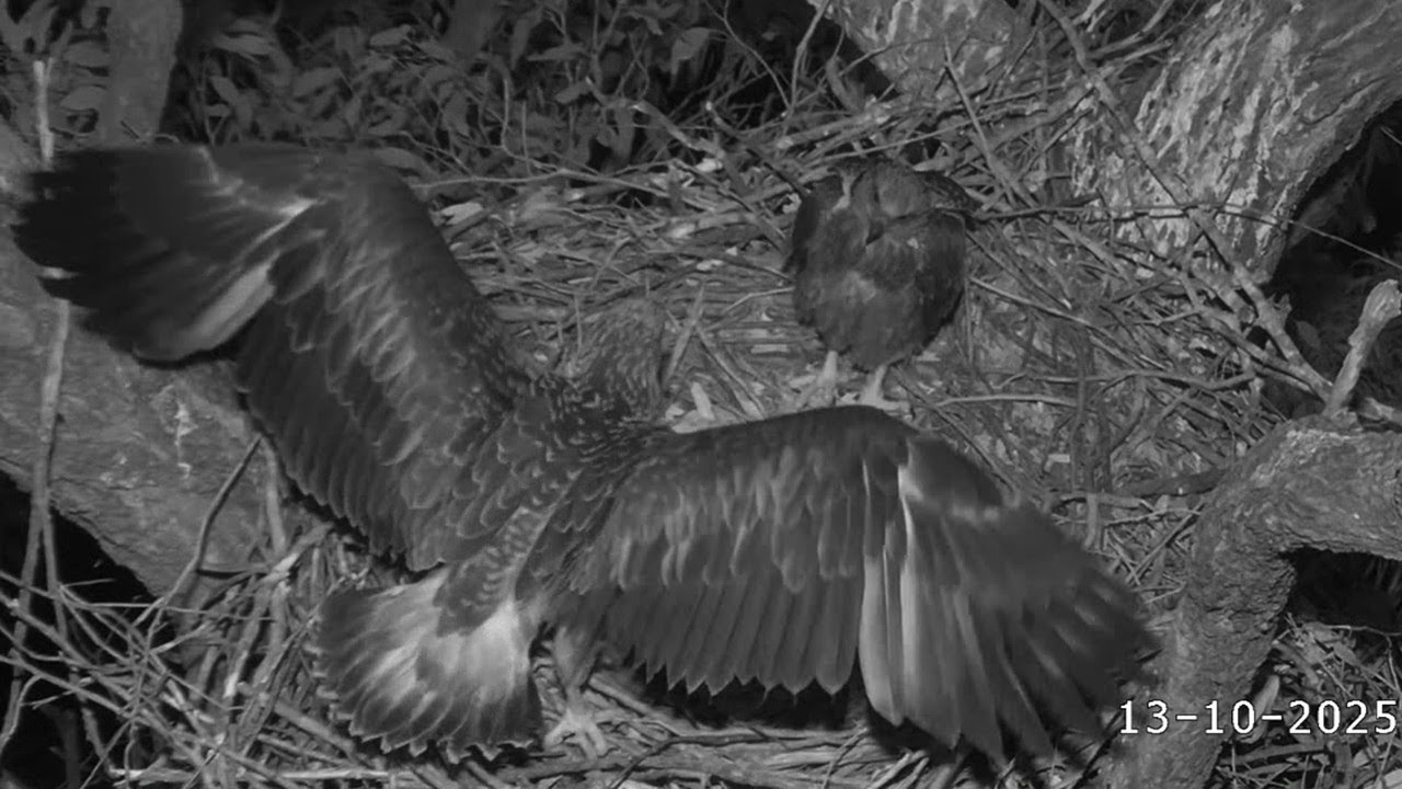Sydney WB Sea Eagles🦅SE35 & SE36’s Busy Morning🌅Wingers, Family Quartet🎶, Two Breakfasts🦈2025 Oct 13