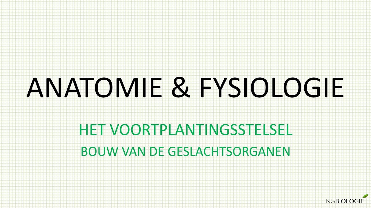 Bouw van de geslachtsorganen