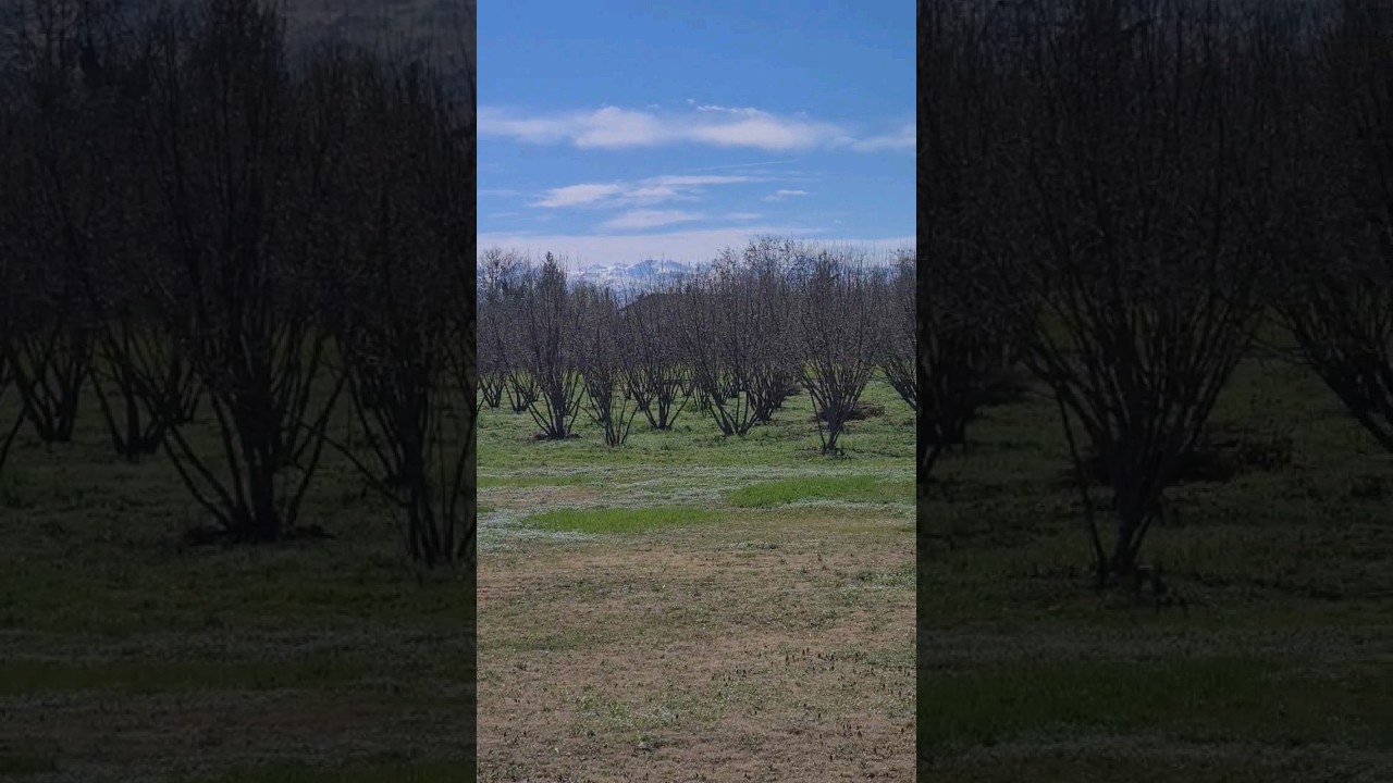 campo nocciole cultura intesiva