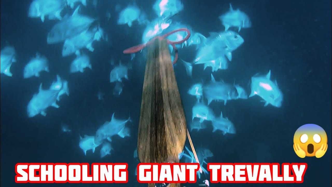 ketemu gerombolan ikan Giant trevally || spearfishing Indonesia || schooling fish