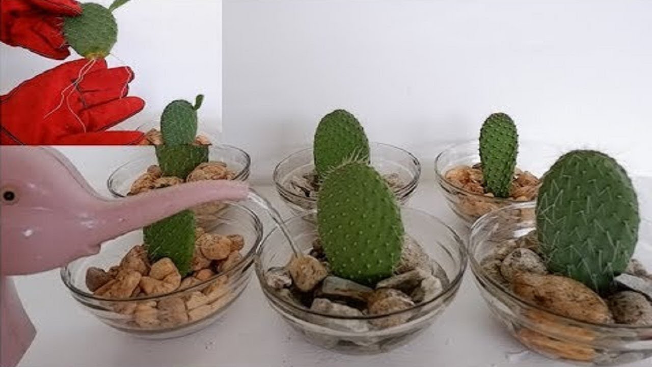 How to Propagate Cactus Leaf Cuttings in Water with Glass Bowl (Opuntia Leucotricha Propagation)