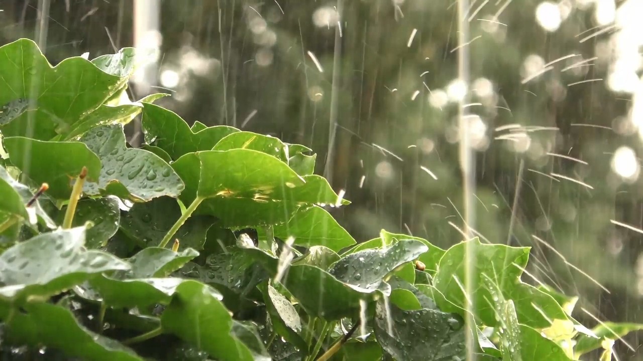 Rain Falling on Fresh Green Leaves 🌧️🌿 Deep Relaxing Nature Sounds (3 Hours)