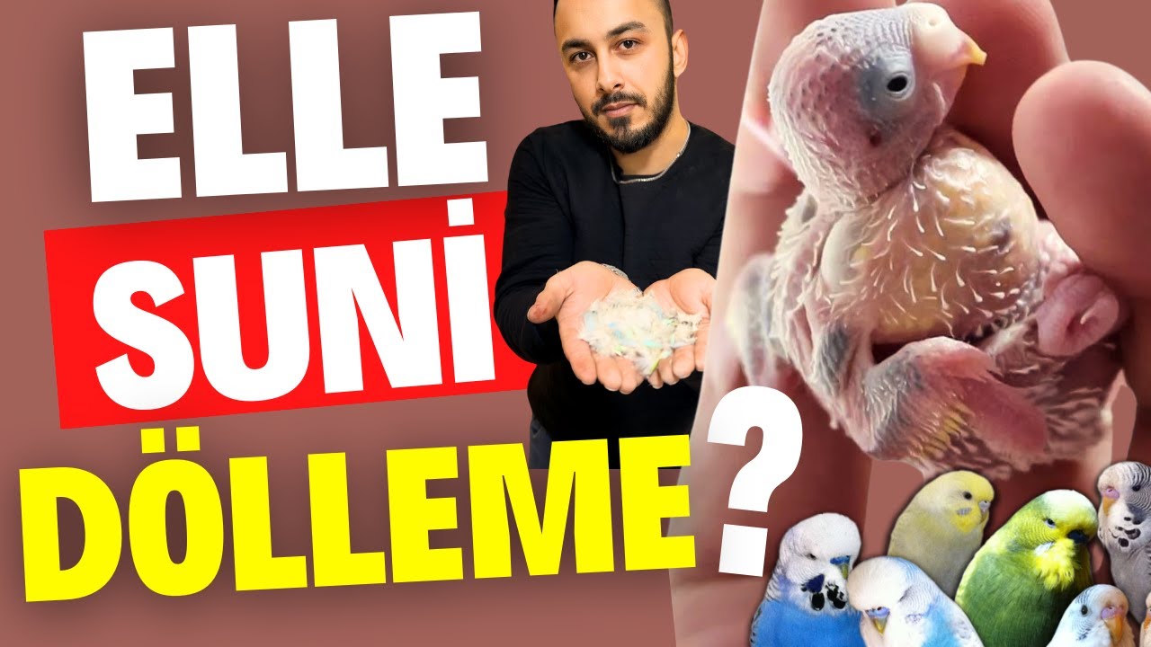 MUHABBET KUŞU SUNİ DÖLLEME NEDİR? BOŞ YUMURTA OLMAYACAK !