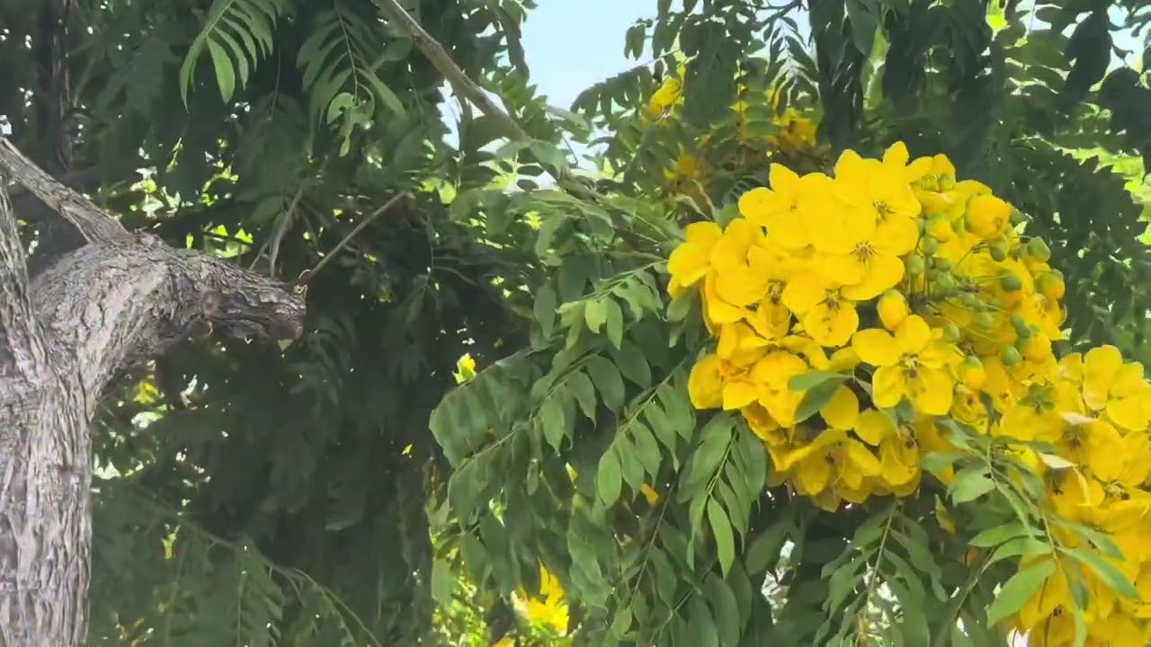 Mùa Thu Trong Mưa || St: Trường Sa || Cover: Hạnh Duyên 