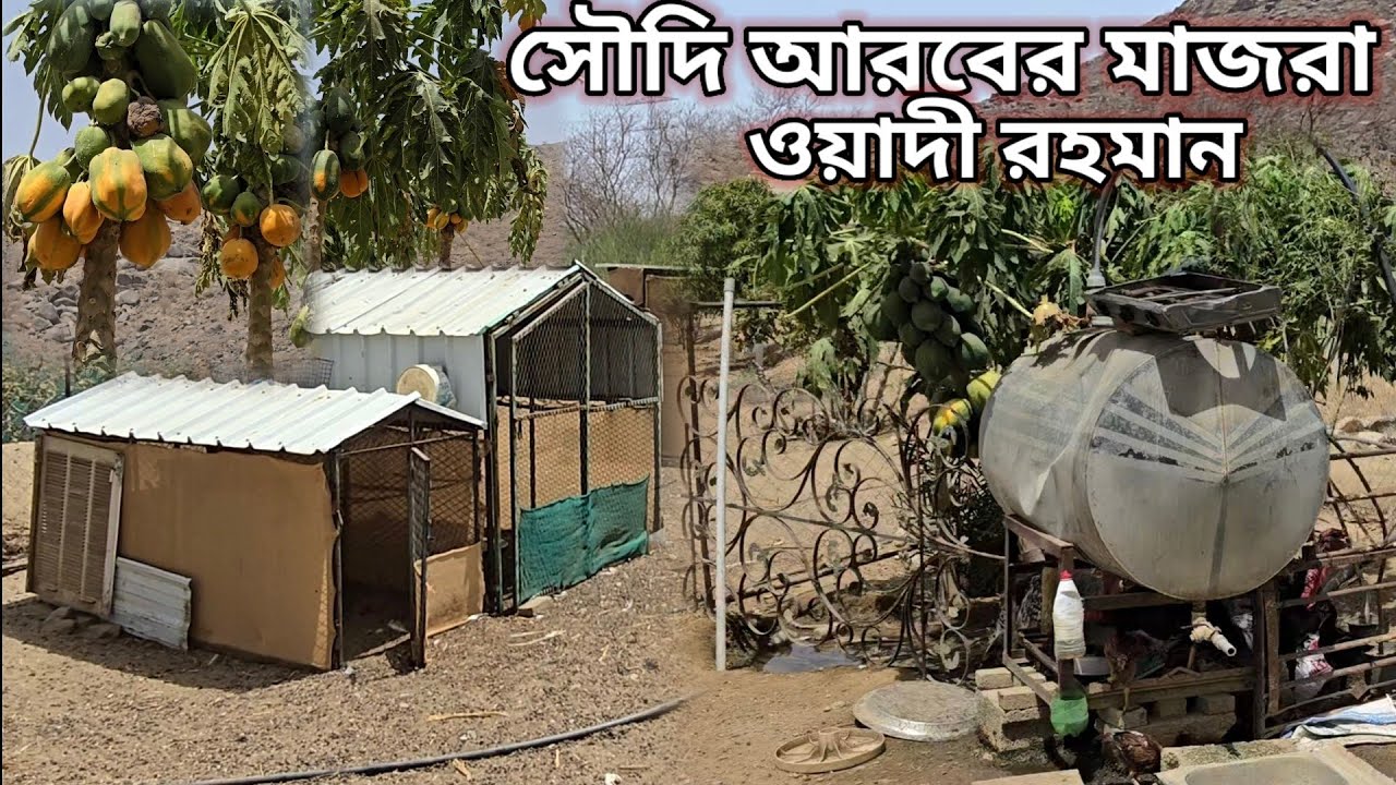 সৌদি আরবের মাজরা ওয়াদি রহমান | Saudi Arab Garden | বাঙালি পালন করছে হাঁস মুরগি কবুতর এবং টার্কি ও ফল
