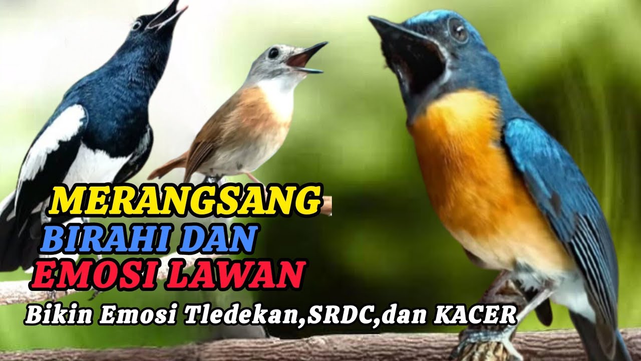 TERBUKTI AMPUH, MERANGSANG EMOSI TLEDEKAN GUNUNG, SRDC DAN KACER